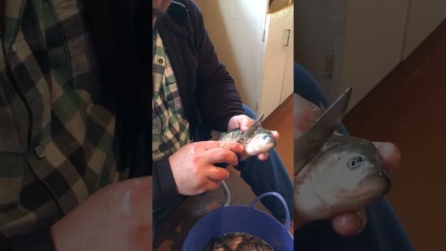 Как почистить караси и убрать желчь смотреть онлайн