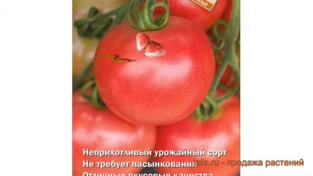 Томат обыкновенный Розалина (rozalina) ? томат Розалина обзор: как сажать семена томата Розалина