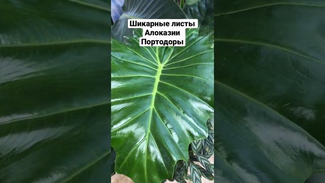 При хорошем освещении Алоказия ругулярно выпускает огромные листы. #plants #растения #алоказия