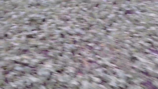 Как зимуют сидераты смотреть онлайн