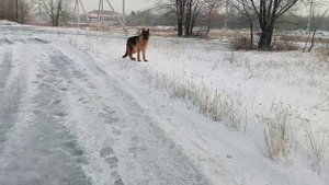 Первая течка у собаки/что делать?