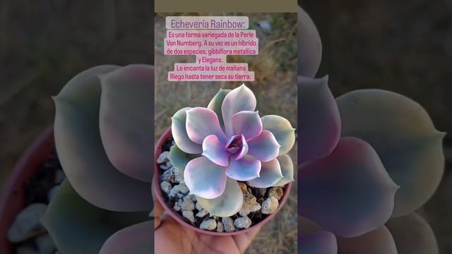 Echevería Rainbow. смотреть онлайн