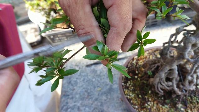 how to trim satsuki azalea bonsai Rhododendron indicum
by matsuyoshi #3 futame futaba nokoshi смотреть онлайн