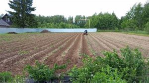 Междурядная обработка картофеля. " Ежи"