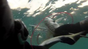 Подводная охота на зубаря. 22.05.2014г.