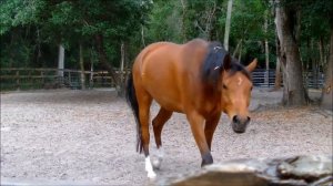 Brown Horse Dream Meaning And Symbolism - Dream About Horse: Interpretation And Meaning