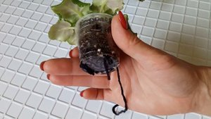 Почему у фиалки плохо растут листья из центра розетки? Фиалки у Алисы.