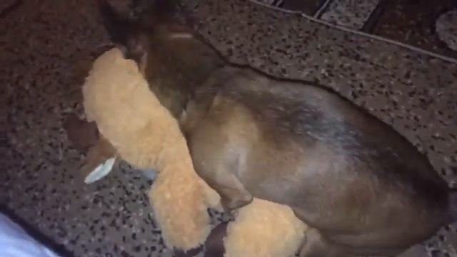 САМЫЕ СМЕШНЫЕ ДОМАШНИЕ ЖИВОТНЫЕ