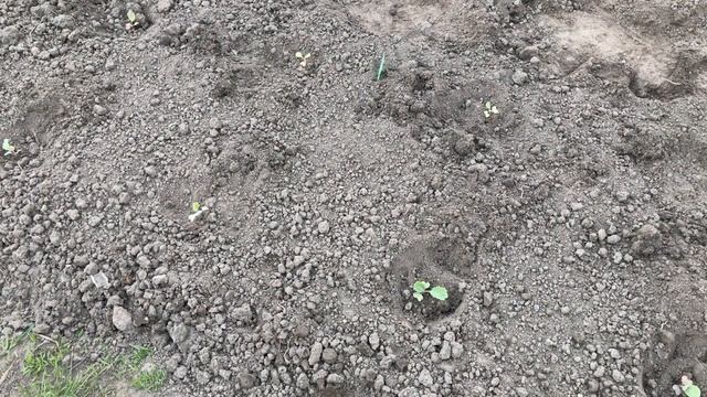 Посадка рассады капусты в открытый грунт Весной