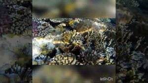 Шарм эль шейх Январь 2019 Reef Oasis Blue Bay Resort & Spa 5*