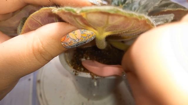 Омоложение и перевалка фиалок. Товары для фиалок. смотреть онлайн