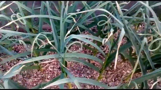 Чеснок в июне. Что необходимо для увеличения урожая?? смотреть онлайн