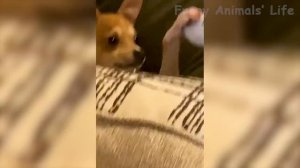 Смешные Видео С Животными 2022 ? Самые Смешные Видео С Собаками И Кошками ? #3