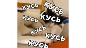 Редкие виды котов)) Приколы с котами | Мемозг #389