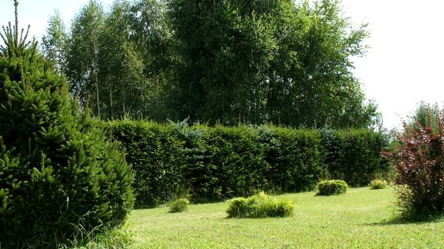 Палисадник. Цветы в саду. Хвойные. Сад своими руками. Живая изгородь. смотреть онлайн