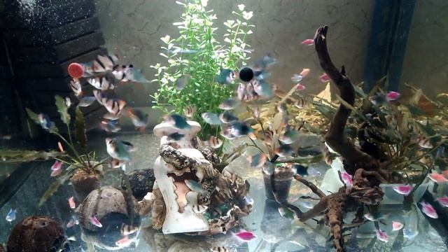 Барбусы и Тернеции в аквариуме. Кормление аквариумных рыбок. смотреть онлайн