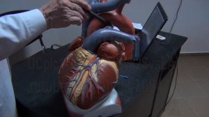 ЭхоКГ  Аккредсценарии 2 и 3  Часть 3  2022 04 12 14 50 42