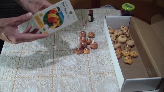 Подготовка луковиц Гладиолусов . И как они сохранились . смотреть онлайн