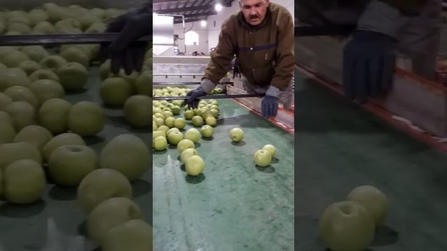 Sorting granny smith apples 3