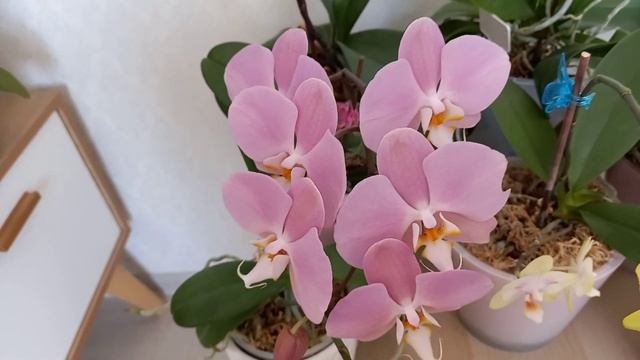 Страшный сон цветочницы орхолюбительницы ПРОПАЛИ ВСЕ ОРХИДЕИ смотреть онлайн