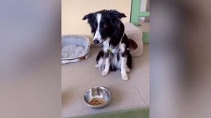 Розыгрыши над собаками  Как собаки реагируют на разрезание торта и на отравленную еду