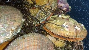 Морской Живой Гребешок или Живые Мидии! Как их едят! Кто как ест Гребешок!