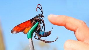 📢 10 Самых опасных насекомых в мире.
