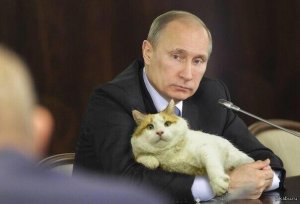 Подборка с кошками Путина