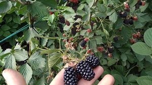 Сорт ежевики Небеса могут подождать 2
