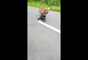 Тигр атакует мотоциклиста