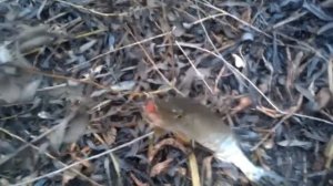 Щука на живца часть 1