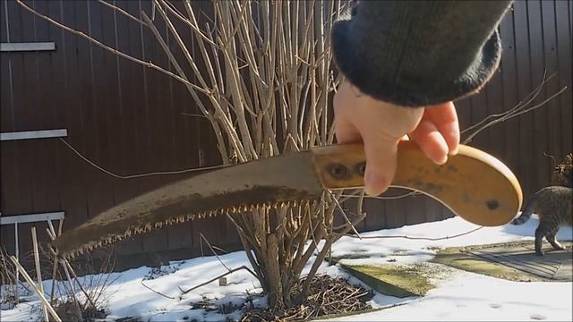 Бузина чёрная. Обрезка.