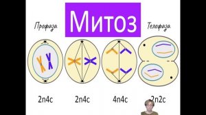 Деление клетки. Биология