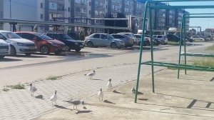 птицы.