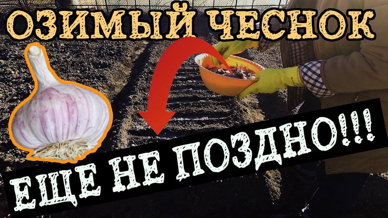 Озимый чеснок посадка весной.  ЕЩЕ НЕ ПОЗДНО!