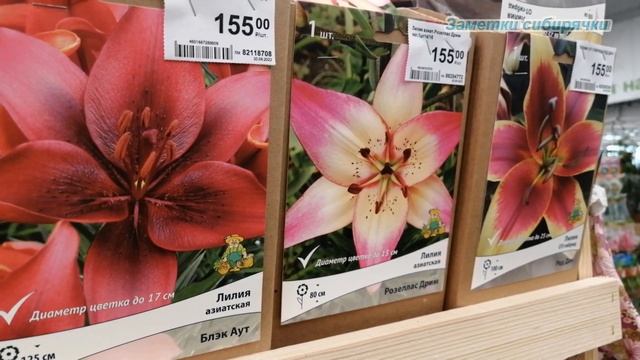 Леруа Мерлен Розы, луковичные и травянистые многолетники/август 2022 смотреть онлайн