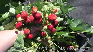 КРОШКА земклуника