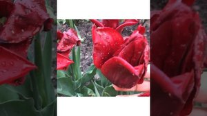 ТЮЛЬПАН “LASTING LOVE” .  ОБЗОР  МОЕЙ. НОВИНКИ
