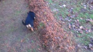 Отчего пропадает туя? Помогите советами пожалуйста!  Плесень и грибок. Учимся на своих ошибках.