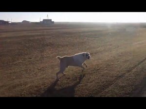 02.08.2020 Опять собаки