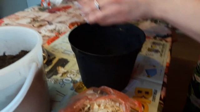 ЛУКОВИЦЫ ЛИЛИИ НАЧАЛИ РАСТИ!!!что делать???выгонка!!! смотреть онлайн