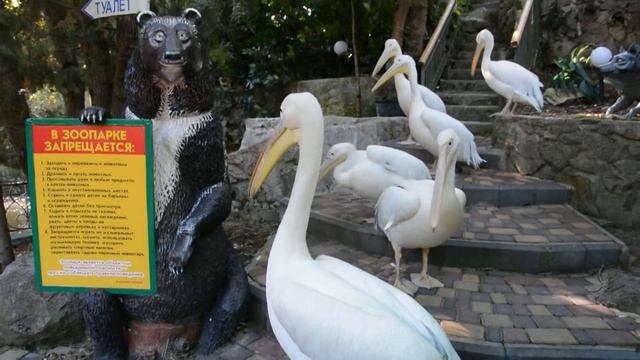 Пеликаны ялтинского зоопарка смотреть онлайн