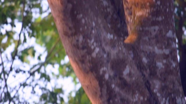 Ei Kothati Mone Rekho  Rabindrasangeet Instrumental  Tanusree Bandyopadhyay