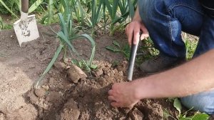 История одного сигнала на копе с металлоискателем АКА Signum MFD-HM!