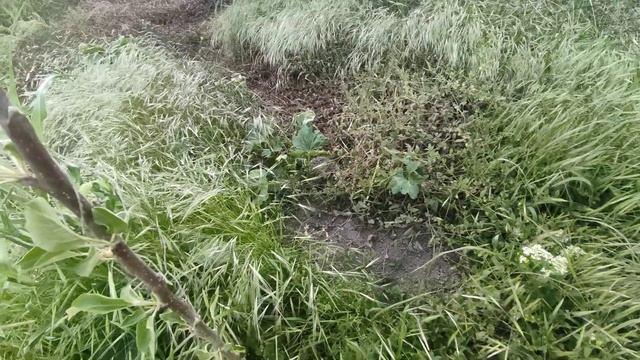 Прошлогодний маленький ёжик пережил зиму и подрос, дневной сон. смотреть онлайн