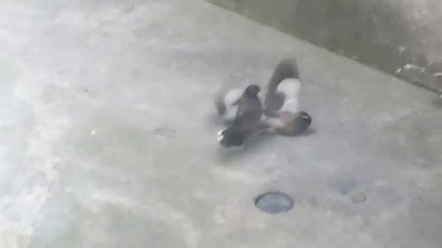 Бой скворцов майна смотреть онлайн