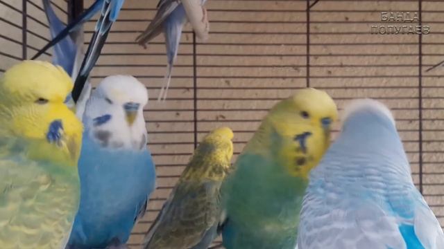 ? Учим попугая по имени Рокки говорить, видеоурок 1: "Рокки хорошая птичка"