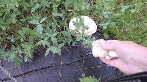 "Первые грибы на Урале. 26.06.19.