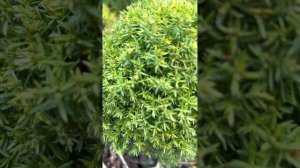 ТУЯ ЗАПАДНАЯ “ANNIEK”