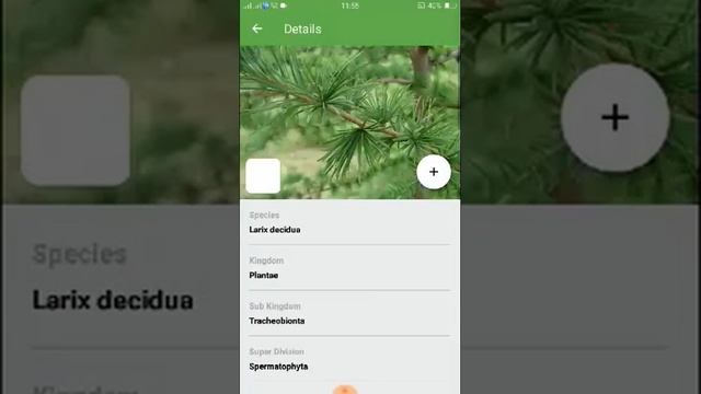 PlantSnap identifies an European larch (Larix decidua)